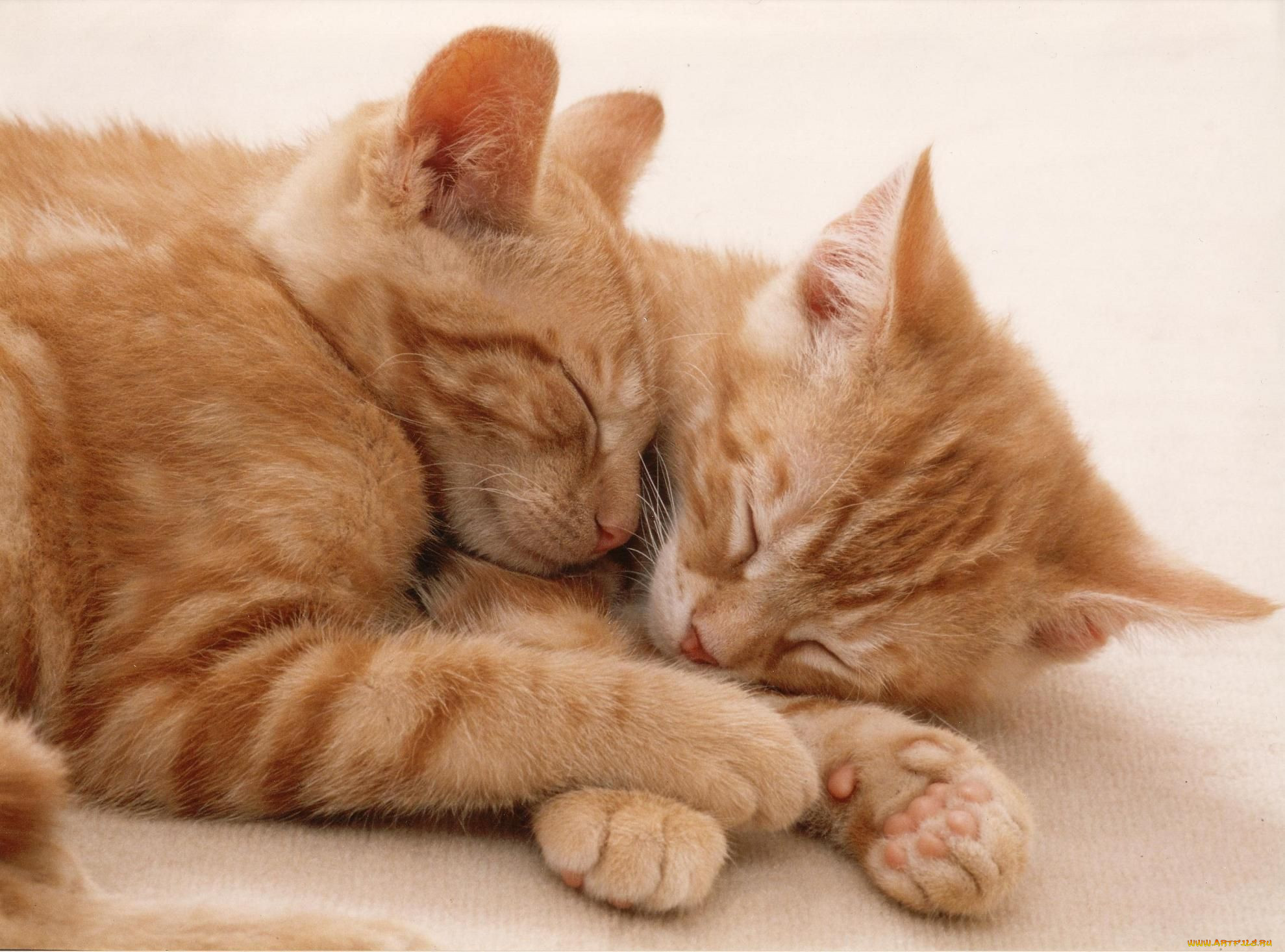 Два котика обнимаются